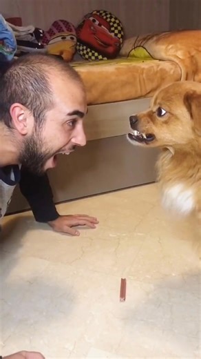 3.2K views · 235 reactions | Funny dog#funny 1721552704 #cute #petals #pet #petsofinstagram #pets #dog #funnydog #petsagram | Dog Funny | Facebook