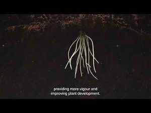 Stingray 25: a booster of crop growth and productivity