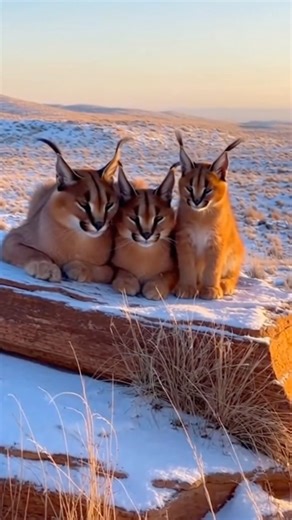 Kijuan Peace Huff | 😍🥰 Caracal Family • The caracal is a medium-sized wild cat known for its sandy coat, long legs, and distinctive long, black-tufted ears,... | Instagram