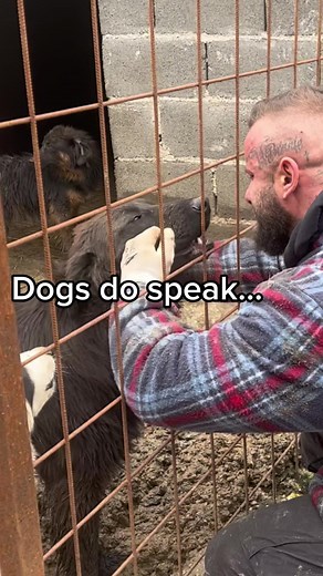 Heartbreaking Moments: Dogs Crying for Their Owners at Funerals