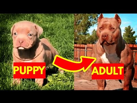 Dogs Grow Up From Puppy to adult tiktok compilation | We Pets
