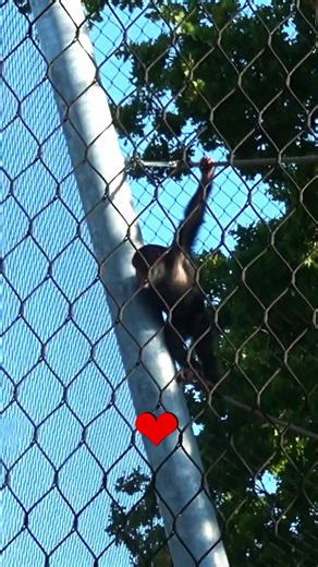 This Playful Young Chimp Is Too Cute! 🐵❤️ #tiktokers #tiktokanimals #chimpanzeetv #fyp #foryoupage❤️❤️