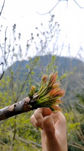 Tough tree flower with spikes—breaking it by hand! 🌸✊ Challenging but oddly satisfying. 🌿✨ . . #tree #flowers #breaking #hand #spike #farm #myfarm | Farming With Sharp Knife