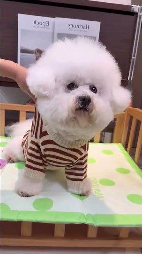 Fluffy Pup in Style – Brown & White Striped Sweater Look! #poodle #bichonfrise