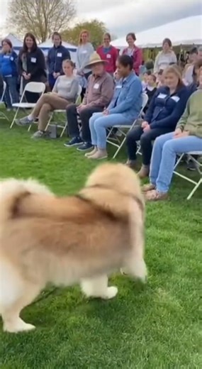 Adopting a dog from a shelter