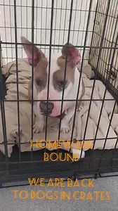 UPDATE: a day after this video and the crates have doubled. We are now over a dozen dogs in crates!! $4 ADOPTION fees!! PLEASE HELP!! SHARE!! ADOPT, FOSTER, RESCUE... NOW!!!! We are being inundated with dogs! So many are coming in, adoptions cannot keep up. We are back to dogs in crates in the halls. PLEASE, if you have ever considered fostering, come in now!! If you have been thinking of adding a dog to your family...come in now!! We need to move dogs out the doors. The crate life is not fair a