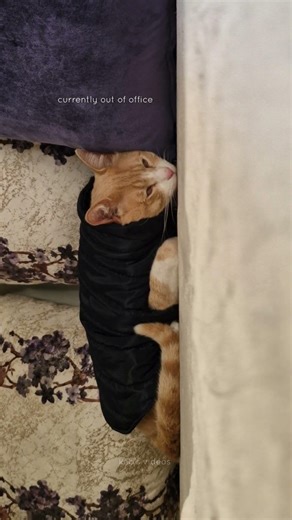 sleepy Zzz