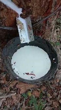 Rubber tree tapping process 🥰 how rubber is taped from tree🥰