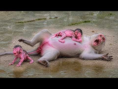 Daily Dose of Baby Monkey Live for Relaxation and Joy