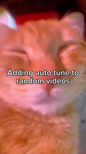 Autotuned Vids on Instagram: "Cats with autotune always sounds 🔥 #autotune #remix #music #cats #catsofinstagram #singing"