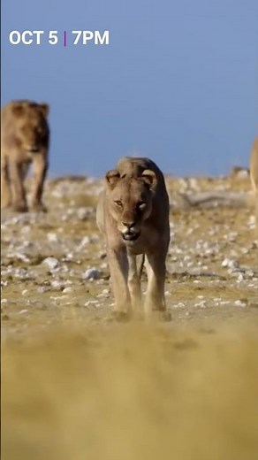 Netflix's Our Planet Live: "Life On Our Planet" in October