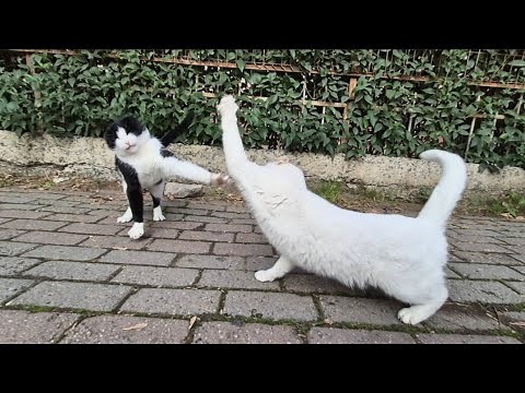 The most famous Angry White Cat on YouTube keeps Attacking other cats.