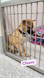 We have 84 dogs, 30 cats, 6 guinea pigs, one rabbit, two chickens, and a tortoise up for adoption! Which one would you adopt?? https://bit.ly/3q2yJ0a | Nebraska Humane Society