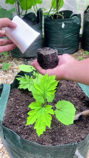 The process of planting bitter melon from seed up to harvest #kebunnanad #fyp #planting #gardening