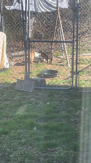 Rain puppy’s | Emily F Thompson