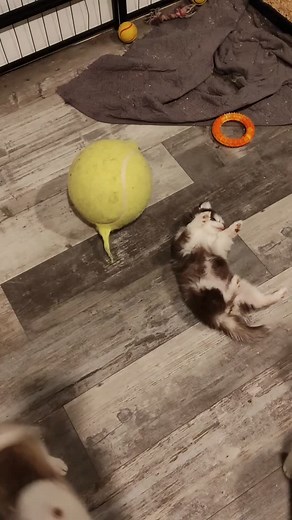 Micro pomskies everywhere @puppytimeemporuim #puppylove #puppy #pomsky | Puppy Time Emporium