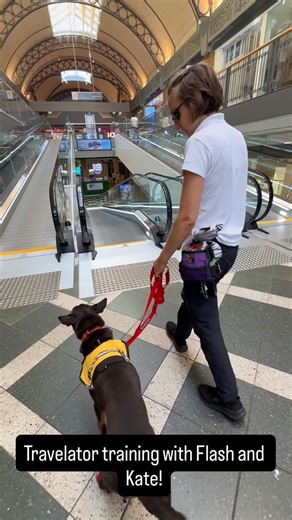 Here’s Flash and his handler Kate mastering the travelator — one of...