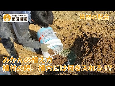みかんの苗木の植え方～植穴づくり編～幼木の成長を助ける植穴の中の環境づくりを紹介します！
