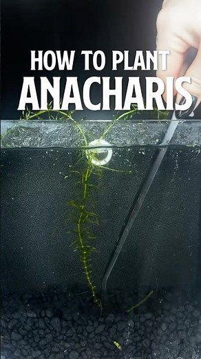 How to Plant Anacharis | Growing Anacharis