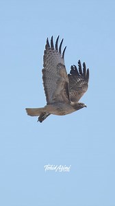 20K views · 621 reactions | Another Gopher bites the dust! Red-tailed Hawk flying away with a Gopher....#hawk #redtailedhawk #birdsofprey #gopher #wildlife | Tohid Azimi | Facebook