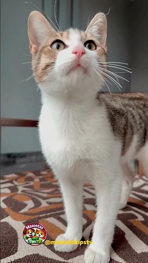 mi gato no quiere comer