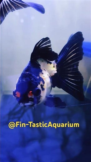 Rare TriColor Panda Goldfish in Aquarium 🏆 | Exotic Goldfish Display