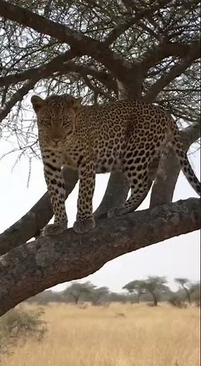 Leopard Leaps onto Tree Branch in One Jump | Rescue & Release