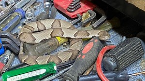 Watch Your Step! Snake Season in Full Swing