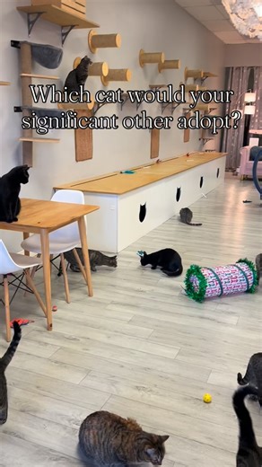 Which cat would your significant other adopt? All of these babies and more are available for adoption at the nonprofit cat rescue Frisky Cat Cafe in Saint Augustine, Florida! 😻😻 #cat #catrescue #staugustine #nonprofit #kittens #cute | Frisky Cat Cafe