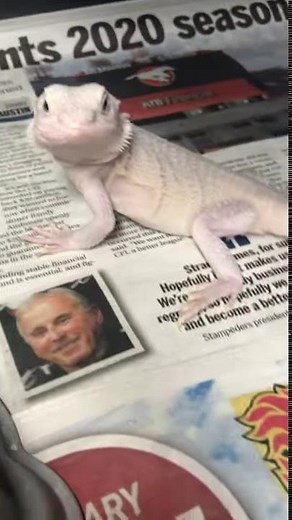 Hypo Trans Zero Bearded Dragon - Produced by Ruthless Reptiles 2020