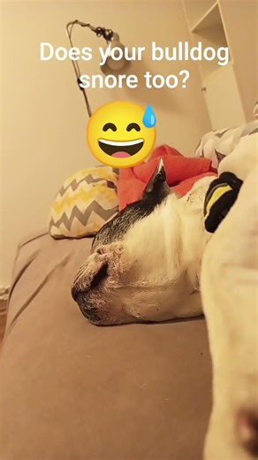 Does your bulldog snore too? #shorts #shortvideo
