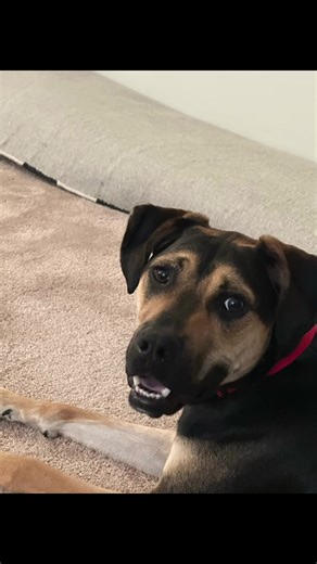 Meet Major: The Inspiration Behind 'Man’s Best Friend'