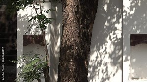 A tree with a trunk that is brown and has a shadow on it. The tree is in front of a white building