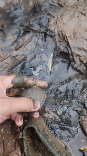 How to find scallops 🐚🐚#fishing #fyp #Crab