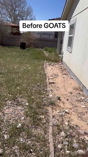 Goat Slumber Party: Grazing and Yard Maintenance