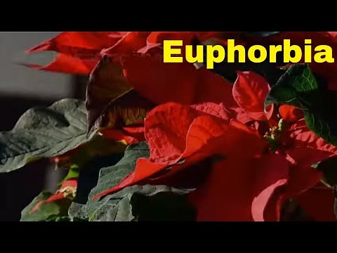 Euphorbia Growing Guide (Spurge, Ghost Weed, Poinsettia) by Gardener's HQ