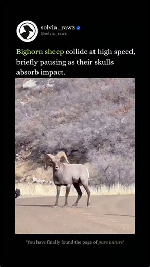 Solvia Rawz on Instagram: "‼️Built to Collide: The Physics Behind Bighorn Sheep‼️ - Bighorn sheep are mountain-dwelling mammals famous for their massive, curled horns—structures evolved not for show, but for combat. 💥The collision During mating season, males charge at each other at high speed, slamming heads with forces strong enough to cause fatal brain injuries in most animals. 🧐Why they survive Their horns act as shock absorbers, their skulls are reinforced, and air-filled sinuses help disp