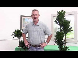 Janet Craig Compacta from PLANTZ