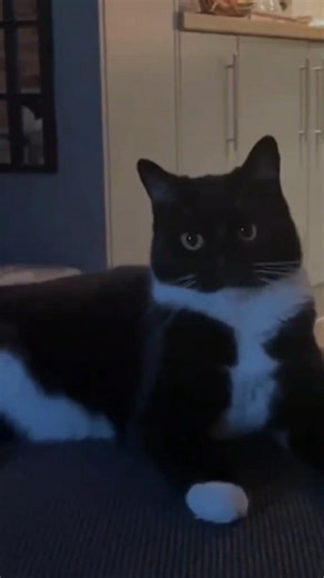 Perfectly Timed Funny Moment #funnymoments #funny #funnyvideo #meme #shorts