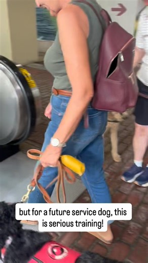 Early public access training is a vital step in preparing assistance dogs to safely and confidently accompany their handlers anywhere. This careful socialization and training protect the rights of people with disabilities and uphold the trust placed in service dogs under the ADA. During International Assistance Dog Week, we honor the dedication behind every step, every challenges faced in training, and future partner ready to change a life. #publicaccesstraining #futureservicedog #assistancedogw