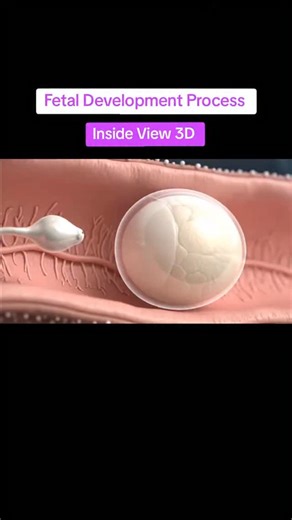 Ismaeil Mohamed on Instagram: "✨ The Miracle of Fetal Development ✨ From a single fertilized cell to a fully formed baby — the journey of life is truly extraordinary. Throughout the weeks of pregnancy, the fetus grows and transforms: the heart begins to beat, tiny limbs appear, and the brain develops rapidly. Each stage marks a beautiful step in the creation of new life. 👶💫 Experience the incredible process of human development inside the womb — where science meets the miracle of life. #FetalD