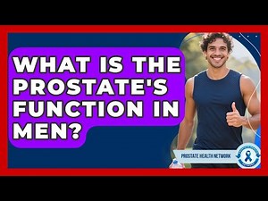 What Is The Prostate's Function In Men? - Prostate Health Network