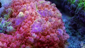 74K views · 607 reactions | ► This video shows you coral isn't frozen in time ◄ Slow-Life is a stunning ultra HD-video that captures the extreme beauty of coral. © Video: BioQuest Studios | Aquarien Deutschland | Facebook