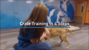 2.8K views · 37 reactions | Crate train your puppy (or dog) with these 4 simple steps!  Liv Hagen, AHS behavior expert, explains how to make the crate a happy place for your pup. Find more pet training tips at ahs.mn/BehaviorResources. | Animal Humane Society | Facebook