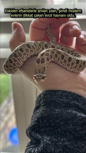 A Journey from Legend to Domestic Companionship 🐍 Snakes: The New Favorite of Modern Homes