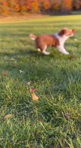 Puppy's Epic Leaf Chase in the Autumn Breeze 🍂