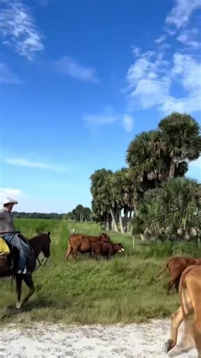 341 reactions · 33 shares | There’s a difference you can taste — and trust. Our cattle are raised right here in Florida, without added hormones or antibiotics. No feedlot shortcuts. No corporate farms. Just natural beef from a 5th-generation ranch that believes good food starts with good stewardship.  100% Ranch-Raised  Animal Welfare Certified 數 Unmatched Flavor & Marbling Build your own beef box today and taste why real ranchers do it better. | Adams Ranch, INC | Facebook