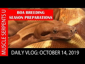 BOA BREEDING TECHNIQUES! October 14, 2019