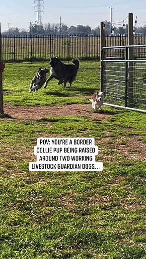What a perspective😂 #farm #workingdog | Raventree Ranch