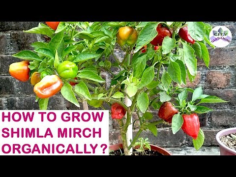 How to grow Shimla Mirch/ Capsicum/ Bell Pepper organically?